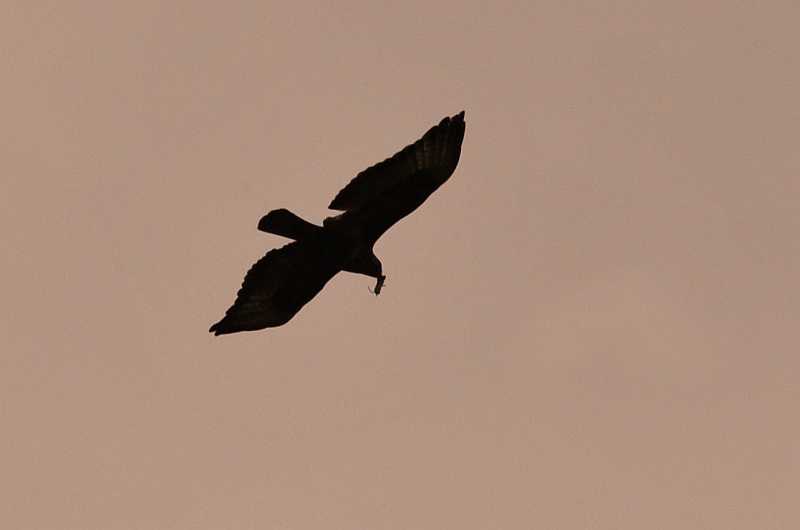 Silhouette di poiana con preda